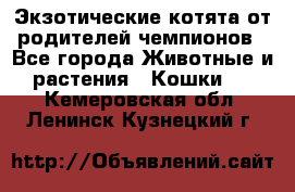  Экзотические котята от родителей чемпионов - Все города Животные и растения » Кошки   . Кемеровская обл.,Ленинск-Кузнецкий г.